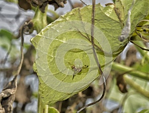 Cucurbit fruit fly Bactrocera cucurbitae, is one of the most important pests ofÃâÃÂ cucurbits. photo